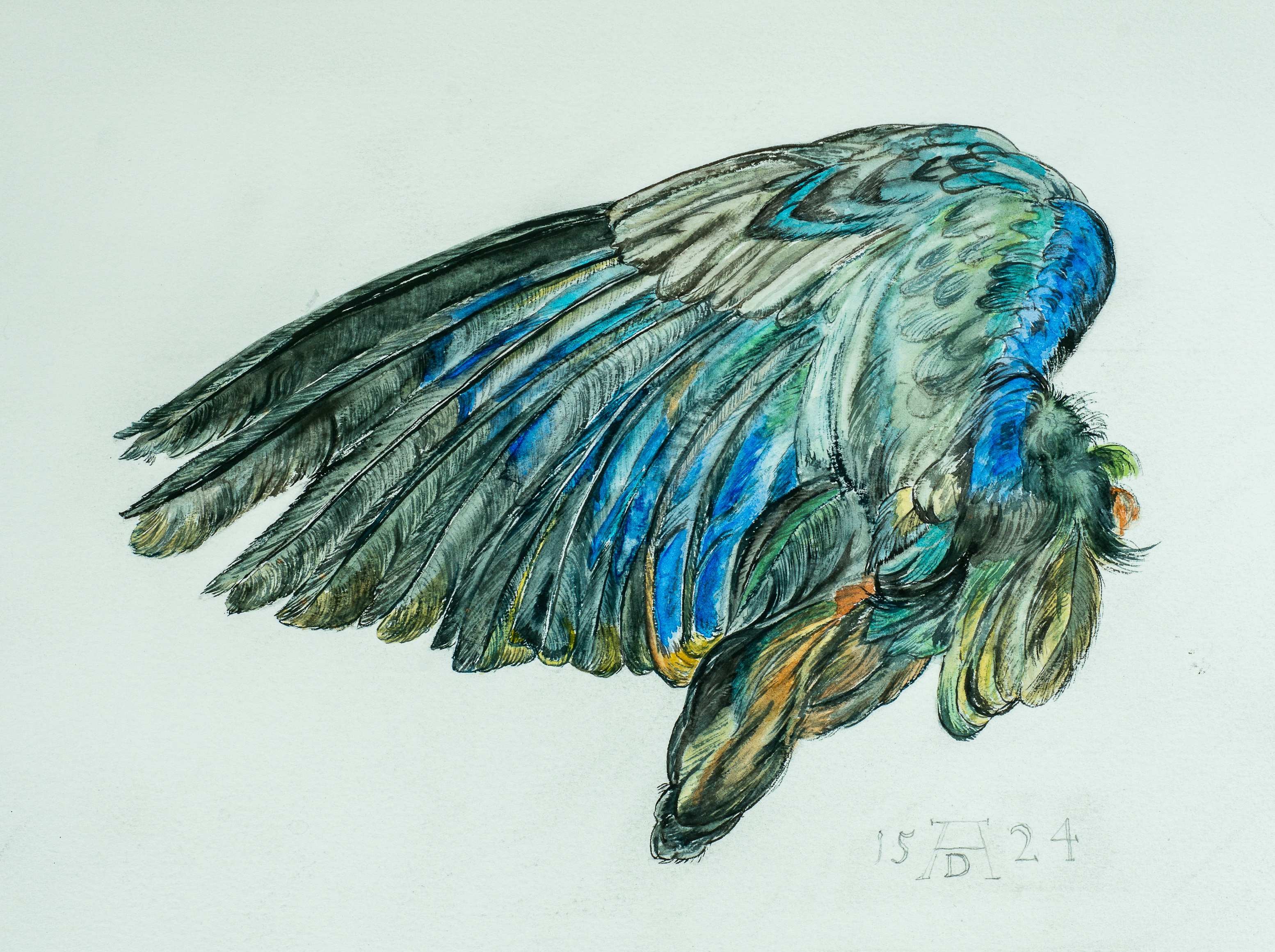 A bird's wing, from a picture by Albrecht Durer — painting by Chris Brock