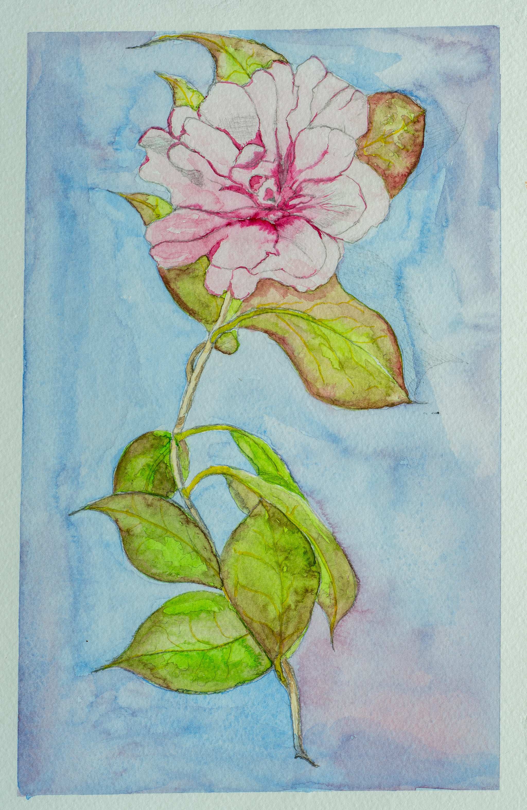 Still Life, pink rose on blue — painting by Chris Brock